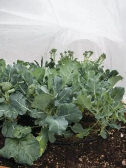 All-Purpose Garden Fabric 10 All-Purpose Garden Fabric -Garden Supply Store 32646 7940 tif