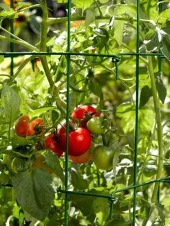 Tomato Cages, Set Of 4 -Garden Supply Store 34182 588 tif