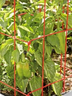 Pepper And Eggplant Cages, Set Of 3 -Garden Supply Store 37464 567 tif