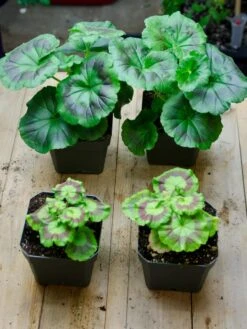 Organic Seed Starting Mix, 6 Quarts 7 Organic Seed Starting Mix, 6 Quarts -Garden Supply Store 37808 002E tif