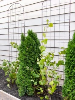 Jardin Flower Trellis -Garden Supply Store 38689 6002 tif