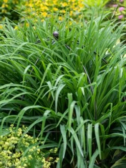 Jardin Bird Cage Support, 26" -Garden Supply Store 39 521 0073 tif