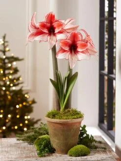 Premium Amaryllis Bulb -Garden Supply Store 39 733 Charisma 2021 08 tif