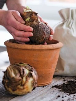 Amaryllis Planting Kit -Garden Supply Store 39 733 bagged 2020 05000