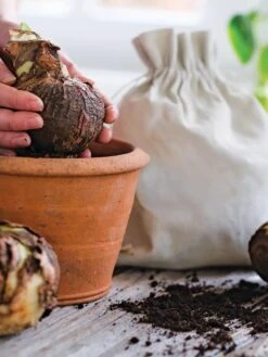 Premium Amaryllis Bulb -Garden Supply Store 39 733 bagged 2020 05000 tif