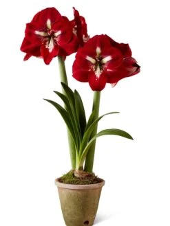 Premium Amaryllis Bulb -Garden Supply Store 39733 2020 2002 silo tif