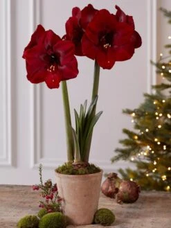 Premium Amaryllis Bulb -Garden Supply Store 39733 2020 2004 tif