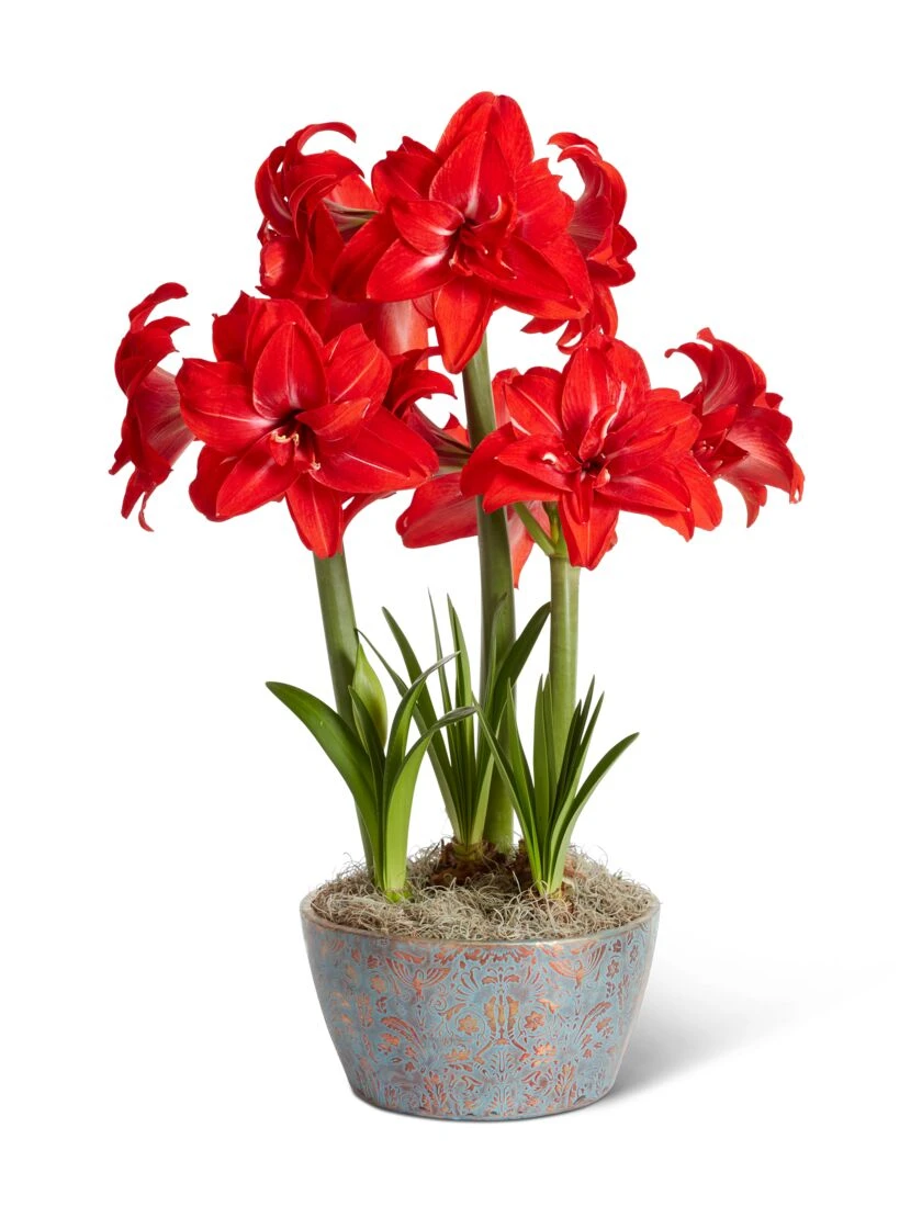 Double Delicious Potted Amaryllis Trio 1 Double Delicious Potted Amaryllis Trio