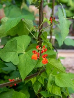 Jardin Tower -Garden Supply Store 3 4 crop 8612997 0059