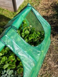 Multi Cloche -Garden Supply Store 3 4 crop 8613213 0240