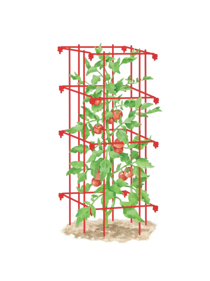 Tomato Cage, Single 1 Tomato Cage, Single