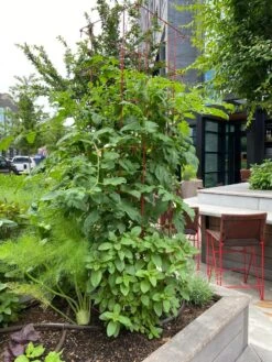 Tomato Towers, Set Of 2 6 Tomato Towers, Set Of 2 -Garden Supply Store 8587041 01IN tif