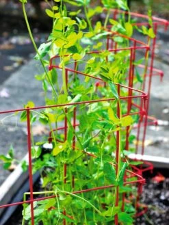 Expandable Pea Trellis -Garden Supply Store 8587061 100 tif