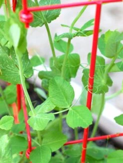 Tall Expandable Pea Trellis -Garden Supply Store 8587061 101 tif 1