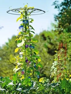 Essex Tuteur, 78" -Garden Supply Store 8587861 5028 tif