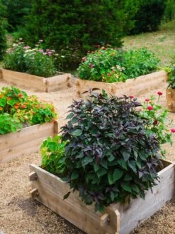 Farmstead Cedar Raised Garden Beds, 3' 8 Farmstead Cedar Raised Garden Beds, 3' -Garden Supply Store 8588143 09V tif