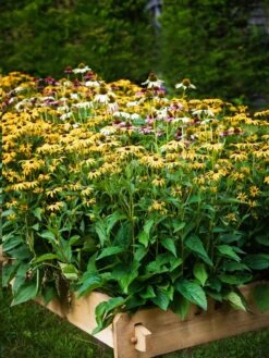 Farmstead Cedar Raised Garden Beds, 2' -Garden Supply Store 8588144 014V tif