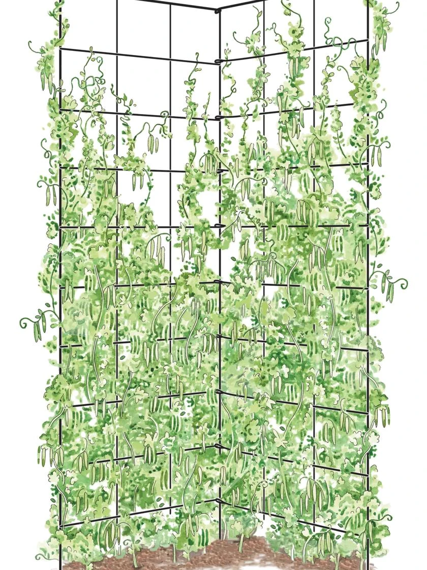 Two Panel Folding Trellis 2 Two Panel Folding Trellis - Image 2