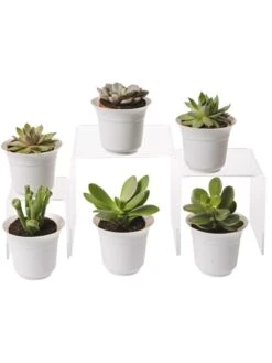 Succulent Terrarium Plant Collection, Set Of 6