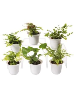 Fern Terrarium Plant Collection, Set Of 6