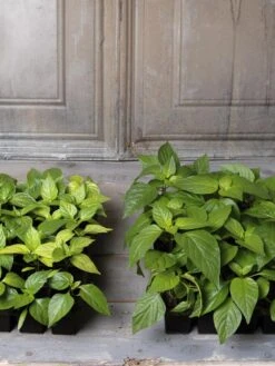 Organic Seed Starting Mix, 6 Quarts 8 Organic Seed Starting Mix, 6 Quarts -Garden Supply Store 8592212 002E tif