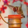 Copper Hummingbird Feeder