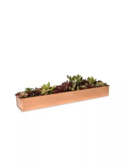 Rectangular Copper Plant Tray, 18"x4" 6 Rectangular Copper Plant Tray, 18"x4" -Garden Supply Store 8593532 2892 tif