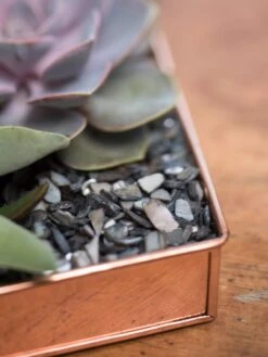 Rectangular Copper Plant Tray, 24" X 5" 8 Rectangular Copper Plant Tray, 24" X 5" -Garden Supply Store 8593533 4570 tif