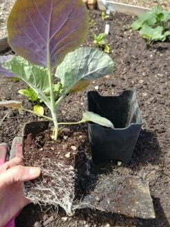 Pop-Out Pots, Set Of 4 -Garden Supply Store 8593943 1357 tif