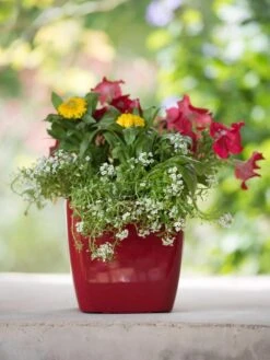 Viva Square Self-Watering Planter, 7" Diameter 10 Viva Square Self-Watering Planter, 7" Diameter -Garden Supply Store 8595223 1111 tif