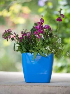 Viva Square Self-Watering Planter, 7" Diameter 8 Viva Square Self-Watering Planter, 7" Diameter -Garden Supply Store 8595223 1113 tif