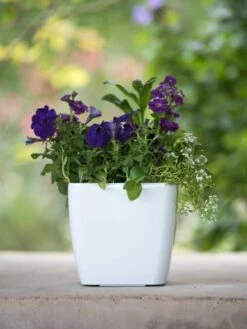 Viva Square Self-Watering Planter, 7" Diameter 9 Viva Square Self-Watering Planter, 7" Diameter -Garden Supply Store 8595223 1118 tif