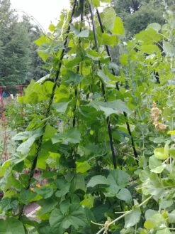 Titan Teepee Trellis -Garden Supply Store 8595757 01EMP tif