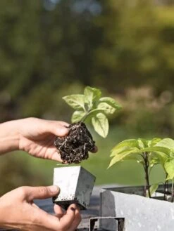 Galvanized Seed Starting Tray -Garden Supply Store 8595893 4378 tif