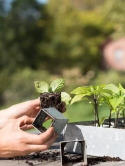 Galvanized Seed Starting Tray -Garden Supply Store 8595893 4382 tif