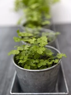 Galvanized Herb Planters With Rectangular Tray 6 Galvanized Herb Planters With Rectangular Tray -Garden Supply Store 8595903 advice 1777 tif