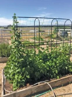 Titan Pea Tunnel 8 Titan Pea Tunnel -Garden Supply Store 8596275 01CUST tif