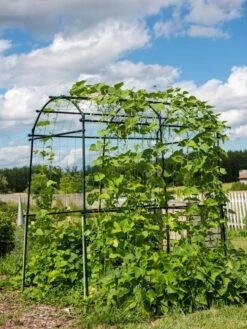 Titan Squash Tunnel -Garden Supply Store 8596276 0133 tif