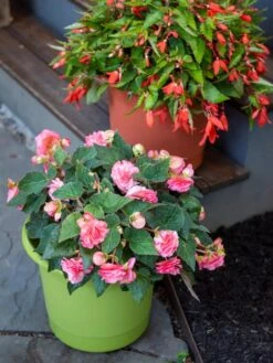 Eezy Gro Self-Watering Planters 9 Eezy Gro Self-Watering Planters -Garden Supply Store 8596427 0034 tif