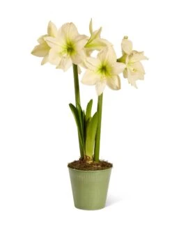 Star Potted Amaryllis -Garden Supply Store 8597478 2022 lemonstar silo lemon star potted amaryllis