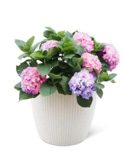 Weave Self-Watering Round Planter, 17" White -Garden Supply Store 8598372 3002 tif