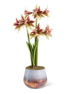 Cybister Potted Amaryllis -Garden Supply Store 8598561 mystica 2021 13