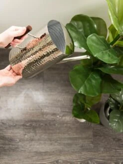 Stainless Steel Watering Can -Garden Supply Store 8599057 14322 tif