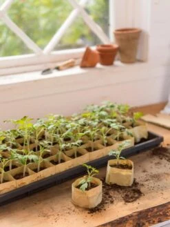 Paper Pots, 50 Cell -Garden Supply Store 8599830 0502 paper pots 50 cell tif