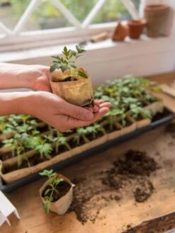 Paper Pots, 50 Cell -Garden Supply Store 8599830 0507 tif