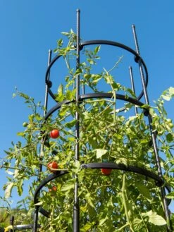 Titan Tall Tomato Cages, Set Of 3 -Garden Supply Store 8599860 0066 tif