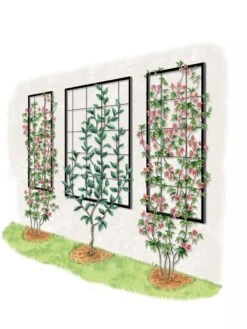 Exeter Wall Trellis 11 Exeter Wall Trellis -Garden Supply Store 8600049 50 0001 art tif