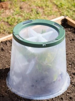 Sunny Forcing Cloches, Set Of 3 10 Sunny Forcing Cloches, Set Of 3 -Garden Supply Store 8600075 0734 tif