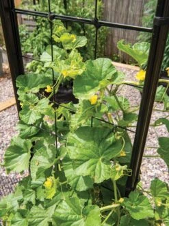 Gardener’s Victory Self-Watering Planter With Vine Trellis 20 Gardener’s Victory Self-Watering Planter With Vine Trellis -Garden Supply Store 8600176 6853