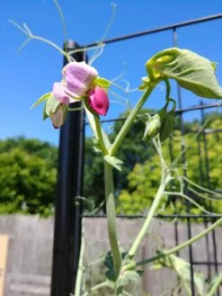 Gardener’s Victory Self-Watering Planter Garden With Vine Trellis 13 Gardener’s Victory Self-Watering Planter Garden With Vine Trellis -Garden Supply Store 8600177 6588 tif